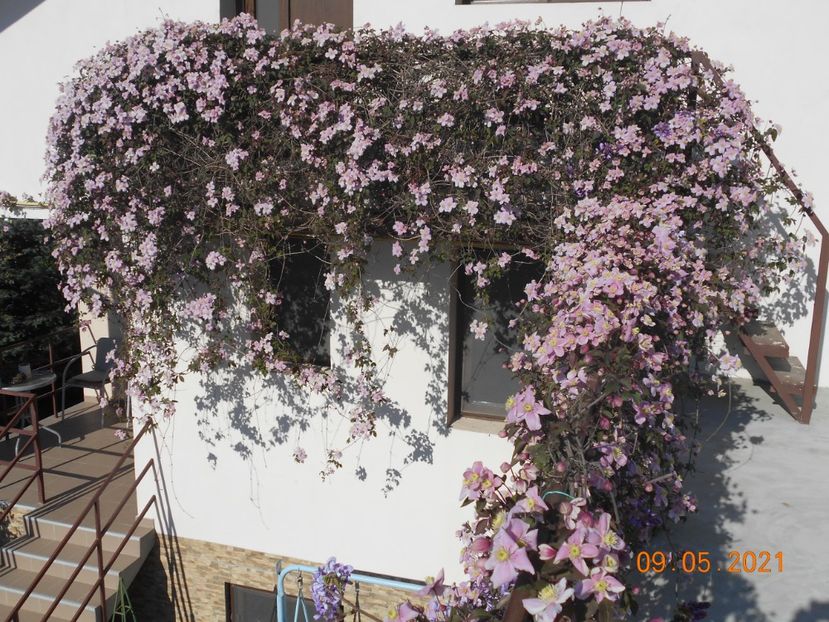  - 02 Clematite 2021