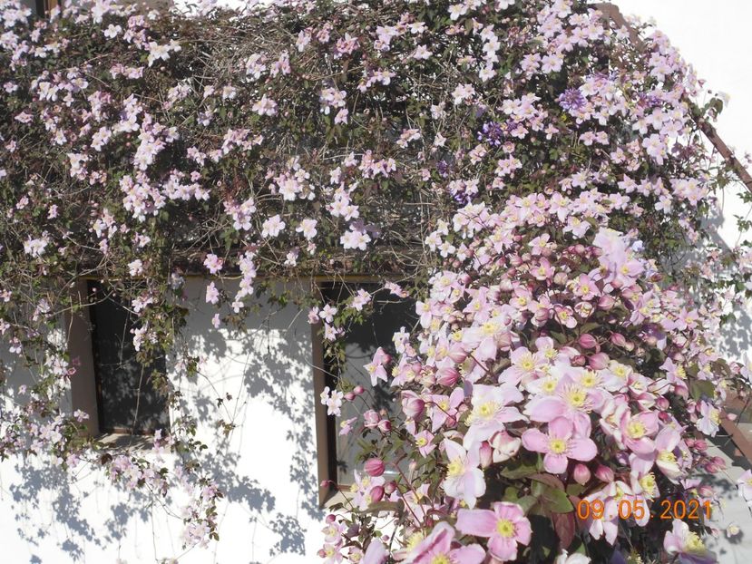  - 02 Clematite 2021