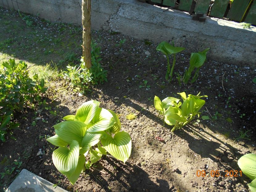  - 02 Azalee-rhododendroni-heleborusi-hortensii-hoste 2021