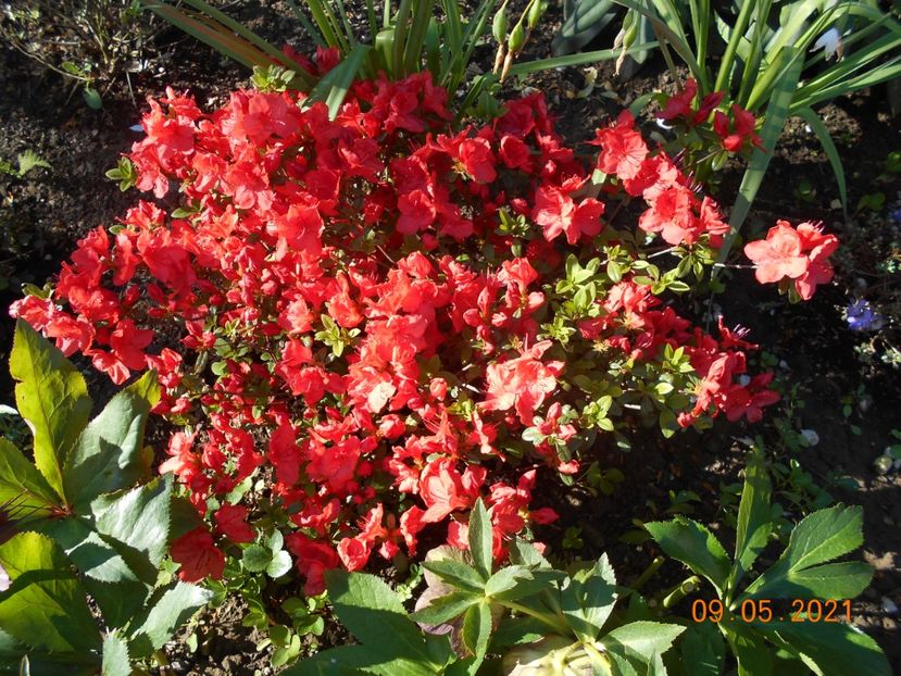  - 02 Azalee-rhododendroni-heleborusi-hortensii-hoste 2021