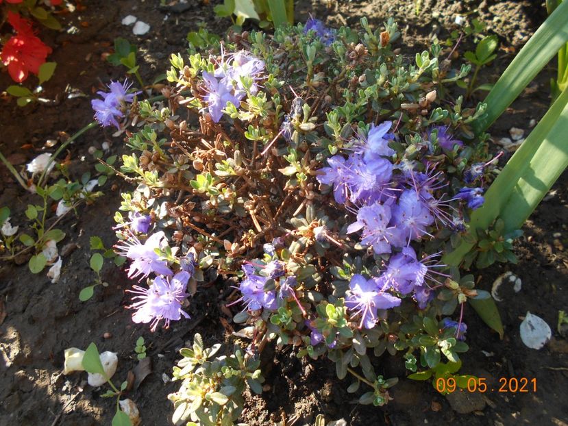  - 02 Azalee-rhododendroni-heleborusi-hortensii-hoste 2021