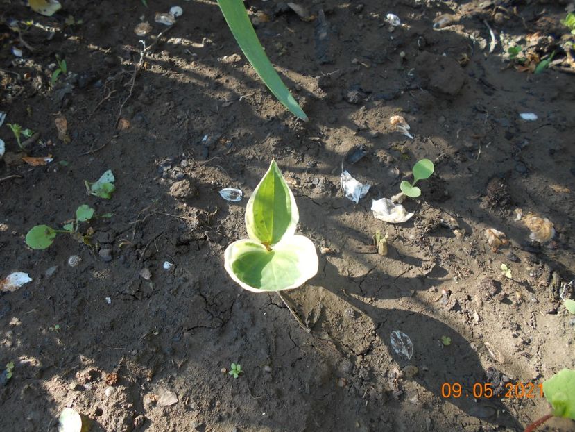  - 02 Azalee-rhododendroni-heleborusi-hortensii-hoste 2021