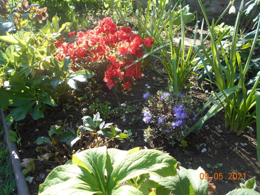  - 02 Azalee-rhododendroni-heleborusi-hortensii-hoste 2021
