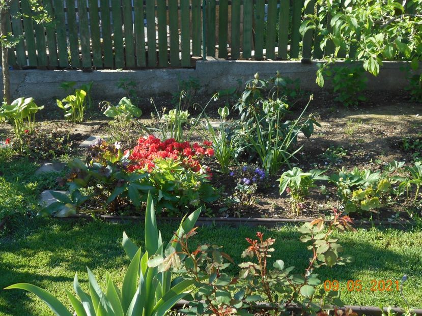  - 02 Azalee-rhododendroni-heleborusi-hortensii-hoste 2021
