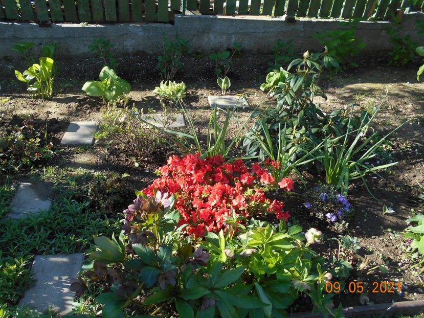  - 02 Azalee-rhododendroni-heleborusi-hortensii-hoste 2021
