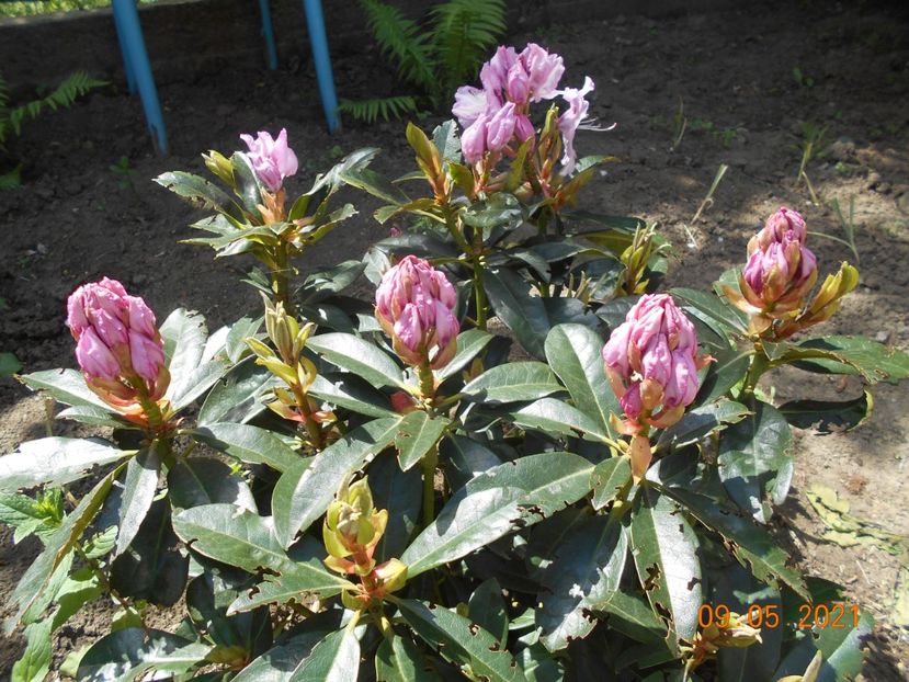  - 02 Azalee-rhododendroni-heleborusi-hortensii-hoste 2021