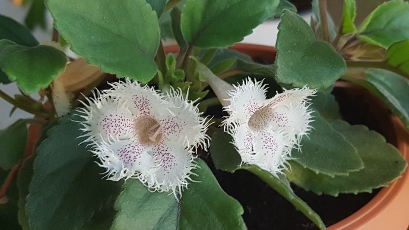 Alsobia - Alte plante de interior