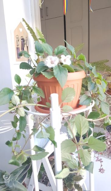 Alsobia - Alte plante de interior