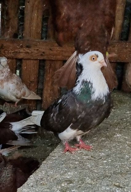  - 5-Jucatori de Amara