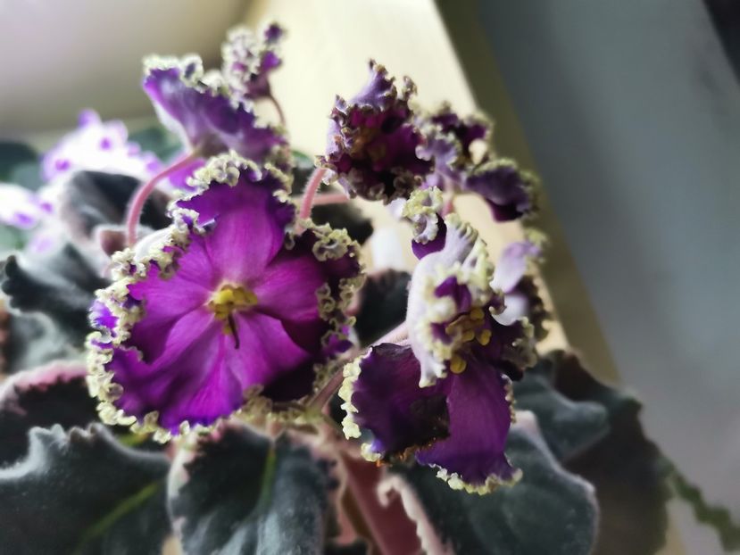  - Don Zhuan de la Bogdan