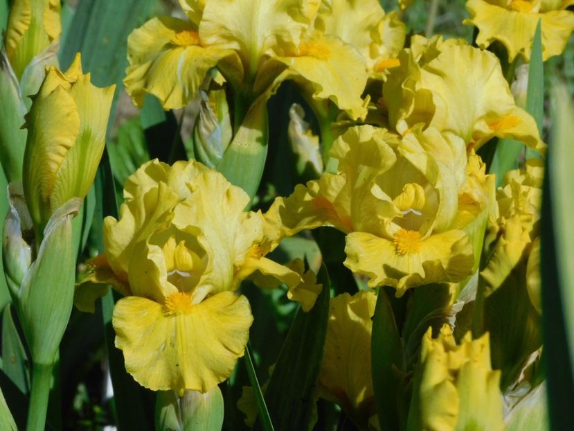 Spring is here - -Irisi 2021