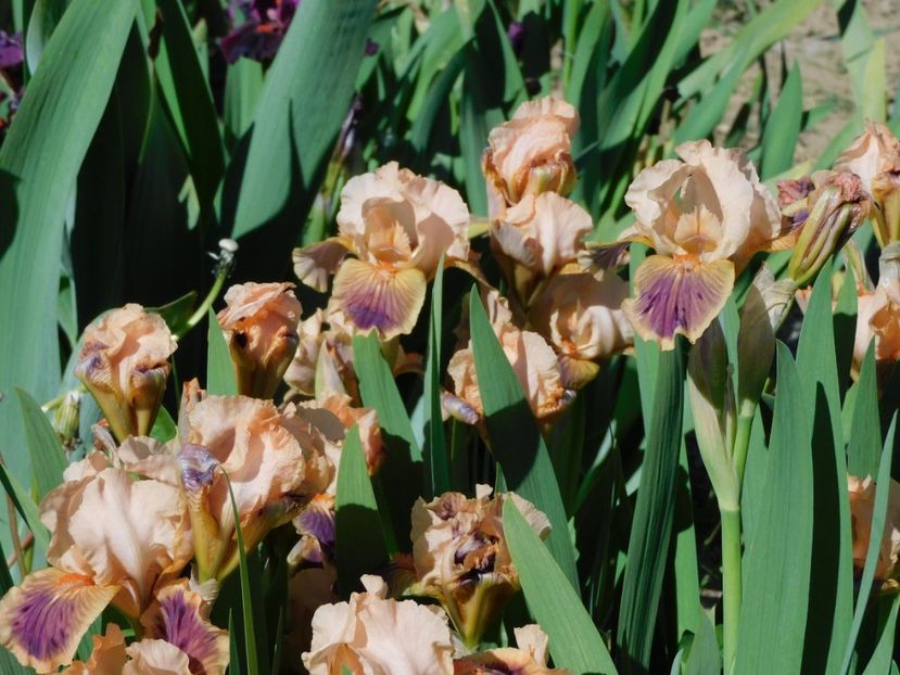 Polish attache - -Irisi 2021