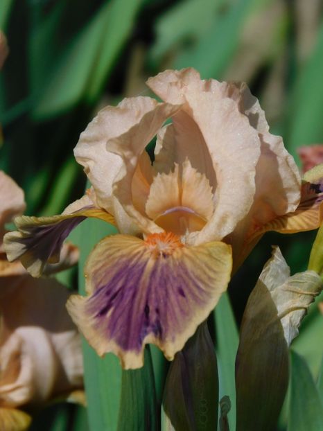 Polish attache - -Irisi 2021