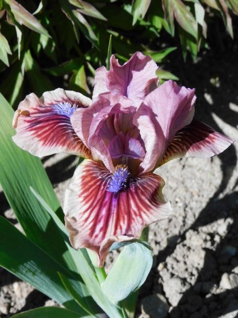 Red bird - -Irisi 2021