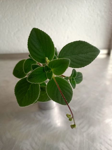 10.05.2021- i-am dus dorul ❤️ - Streptocarpus Saxonella Streptocarpella-am dat cadou