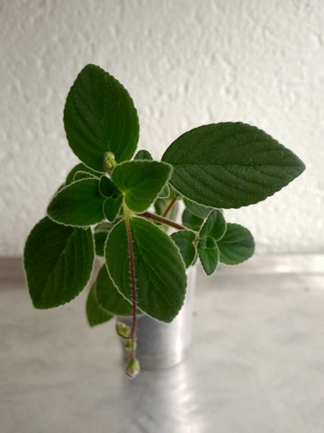 10.05.2021 - Streptocarpus Saxonella Streptocarpella-am dat cadou