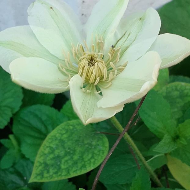  - Clematis Guernsey Cream