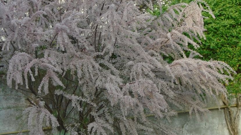 Tamarix inflorit - Primavara 2021-2022-2023