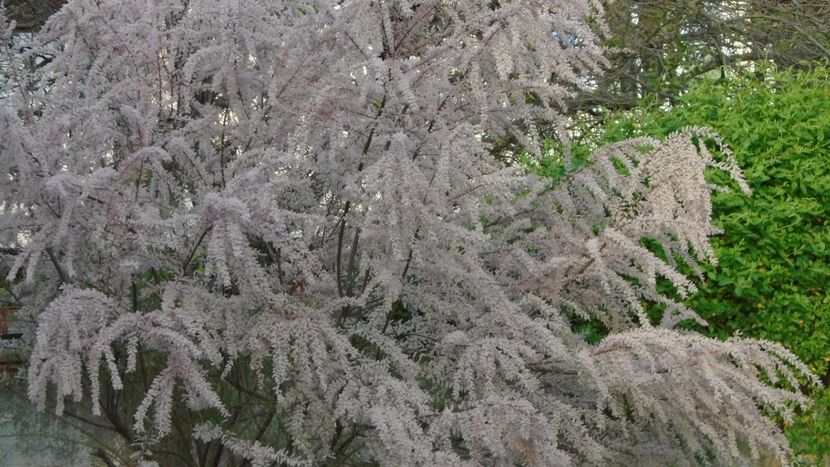 Tamarix inflorit - Primavara 2021-2022-2023