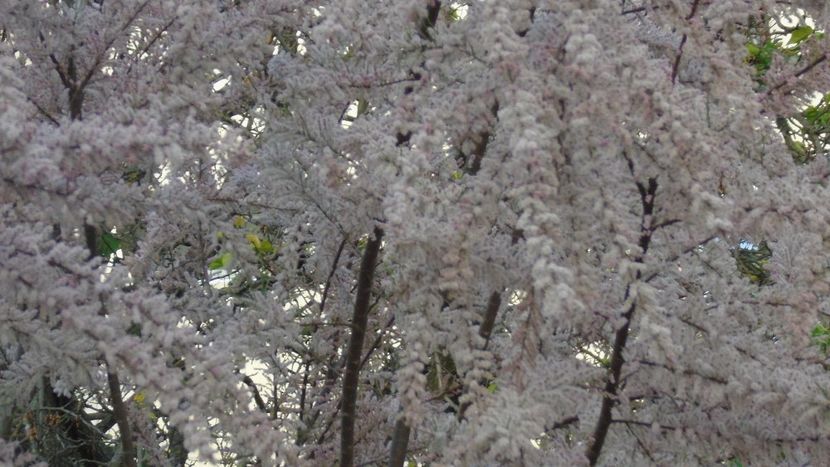 Tamarix inflorit - Primavara 2021-2022-2023