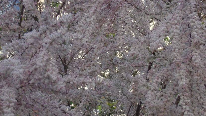 Tamarix inflorit - Primavara 2021-2022-2023