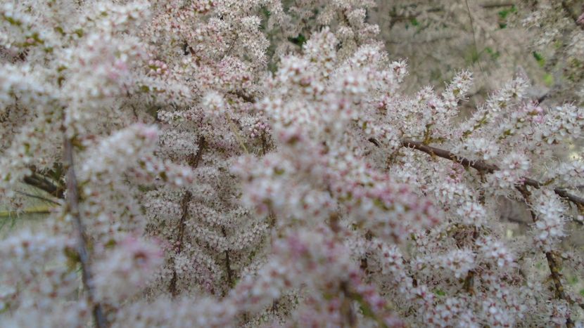 Tamarix inflorit - Primavara 2021-2022-2023