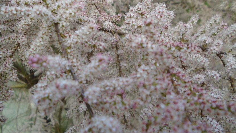 Tamarix inflorit - Primavara 2021-2022-2023