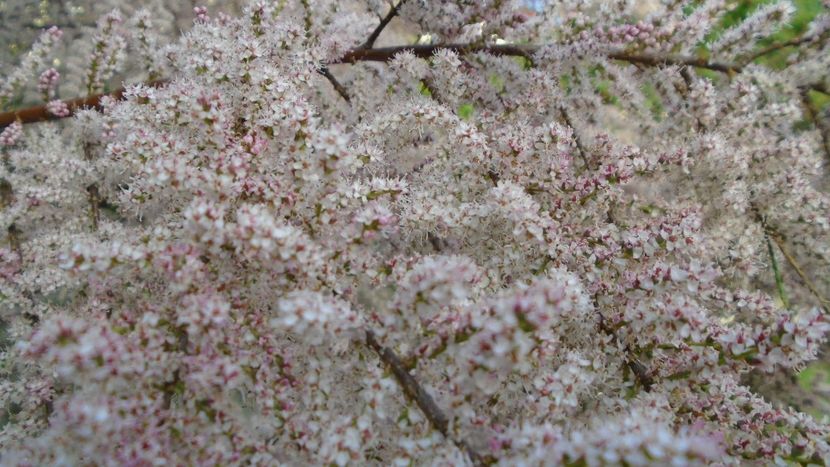 Tamarix inflorit - Primavara 2021-2022-2023