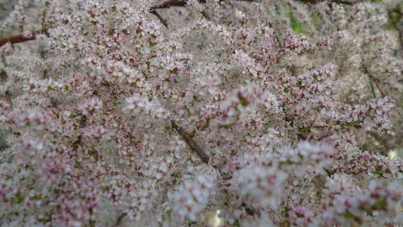 Tamarix inflorit - Primavara 2021-2022-2023