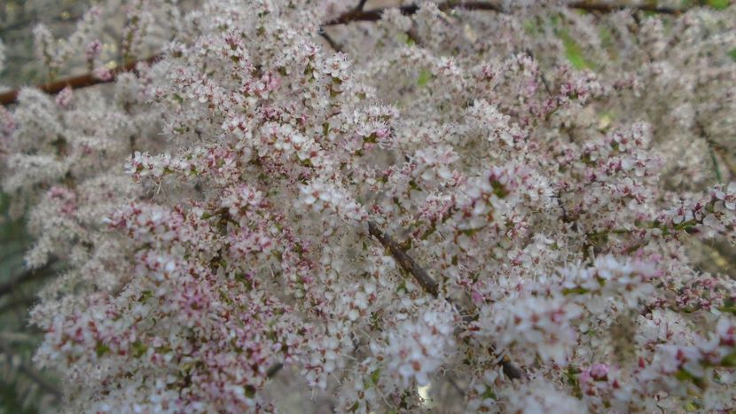 Tamarix inflorit - Primavara 2021-2022-2023