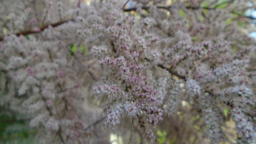 Tamarix inflorit - Primavara 2021-2022-2023