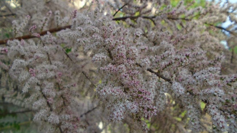 Tamarix inflorit - Primavara 2021-2022-2023