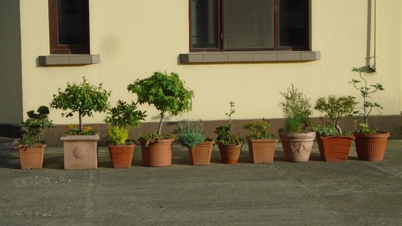 Bonsai si prebonsai - Primavara 2021-2022-2023