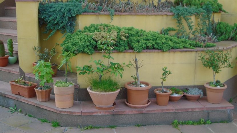 Bonsai si prebonsai - Primavara 2021-2022-2023