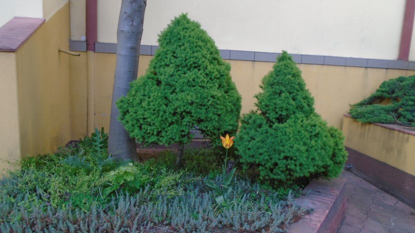 Conifere - Primavara 2021-2022-2023