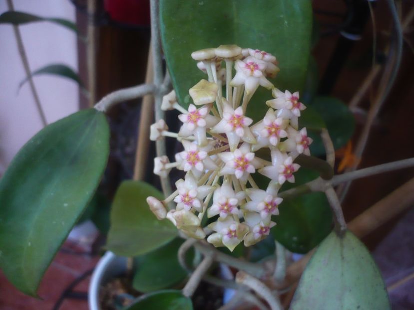 10.05.2021 - HOYA 2021-1