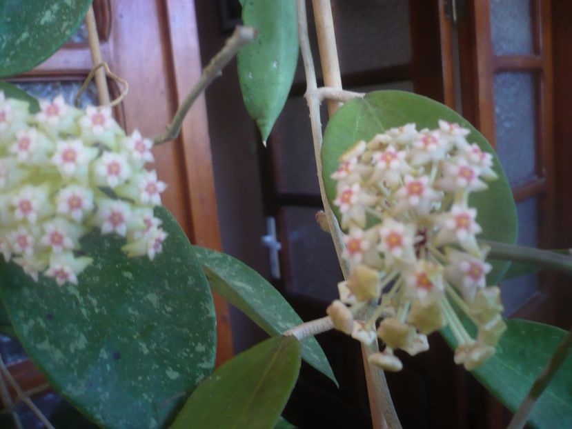 P1470720 - HOYA 2021-1