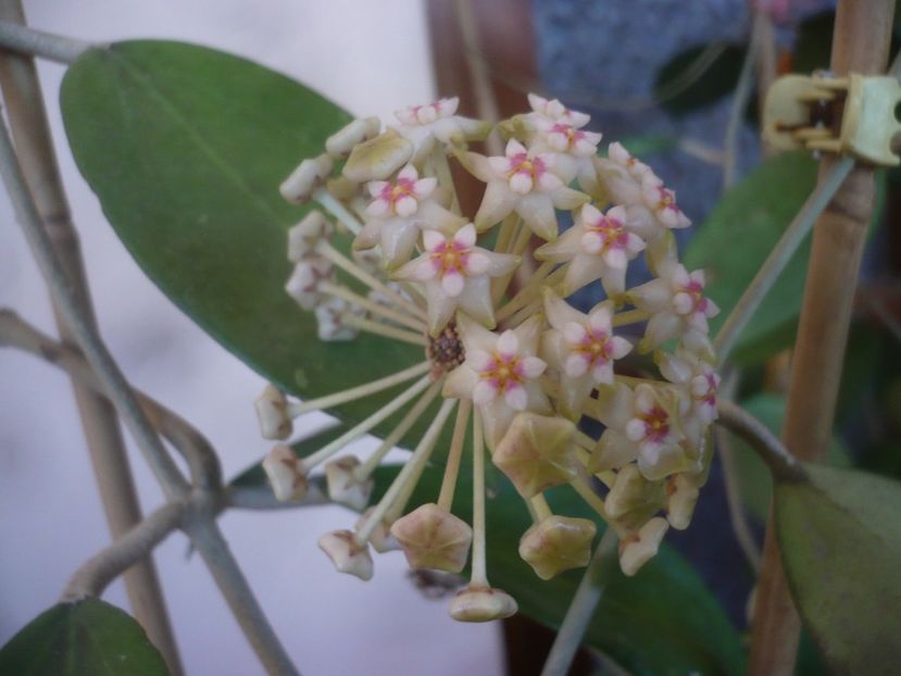 P1470721 - HOYA 2021-1