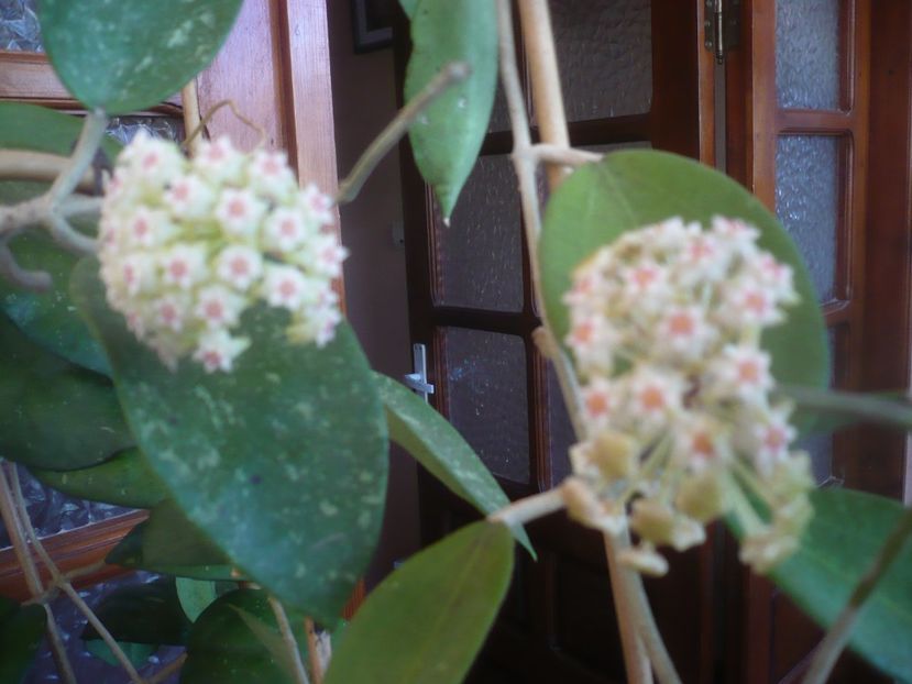 P1470722 - HOYA 2021-1