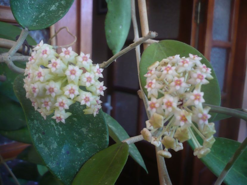 P1470723 - HOYA 2021-1