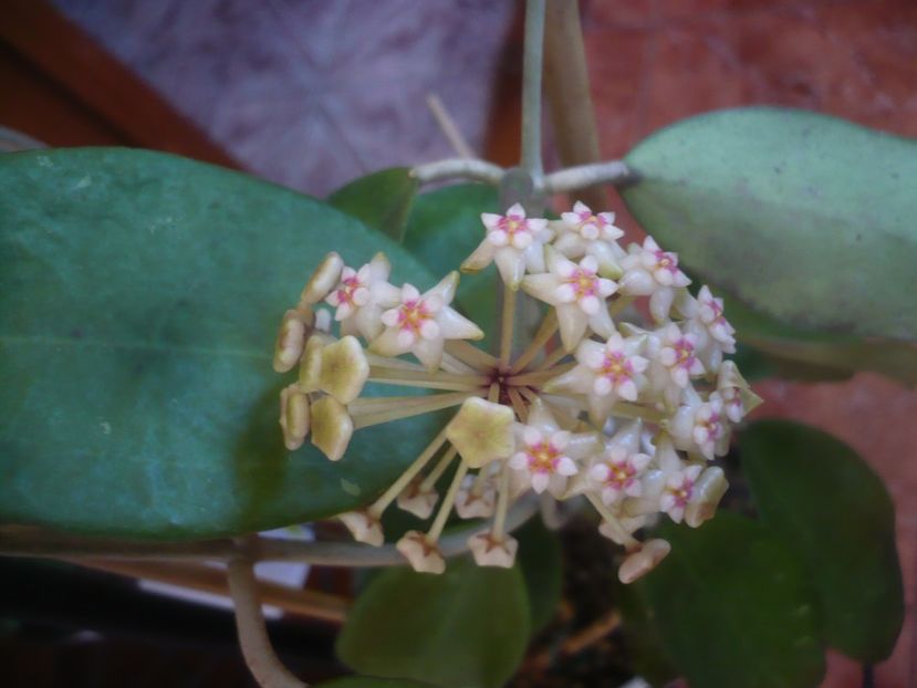 P1470724 - HOYA 2021-1