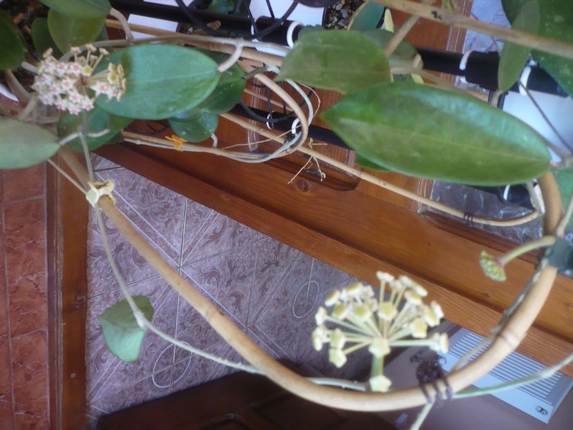 P1470725 - HOYA 2021-1