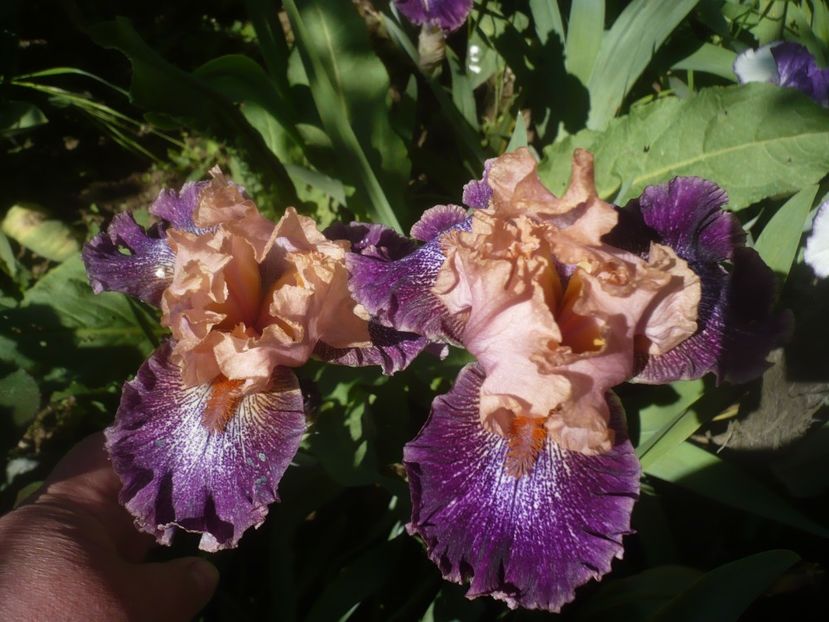 P1470730 - GRADINA 2021