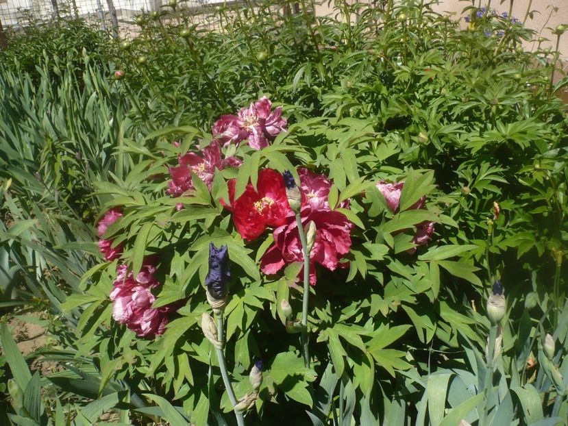 P1470731 - GRADINA 2021