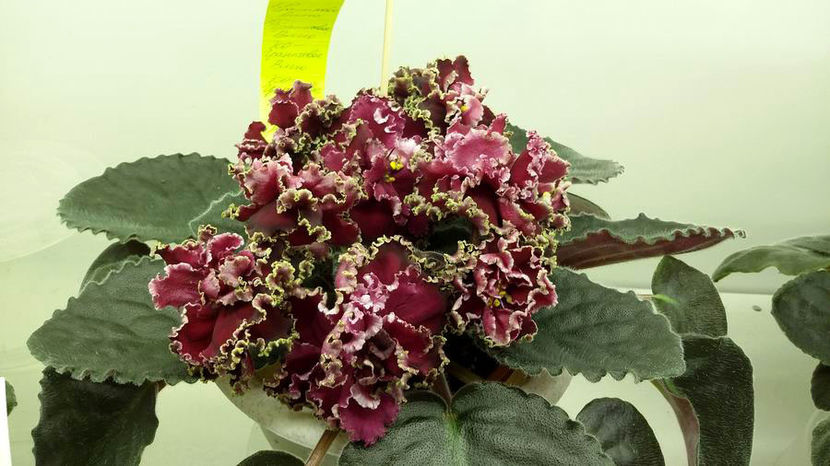 poza net - KO-Pomegranate Wine