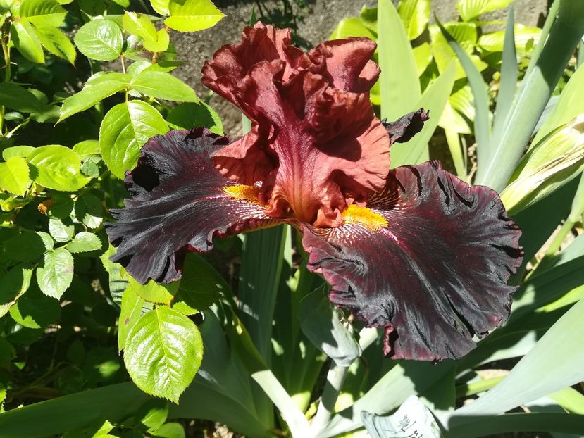 Terra del fuego - Iriși 2021