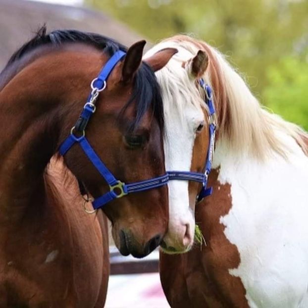  - Cai animale nobile