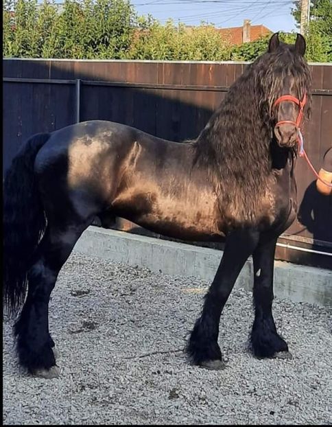  - Cai animale nobile