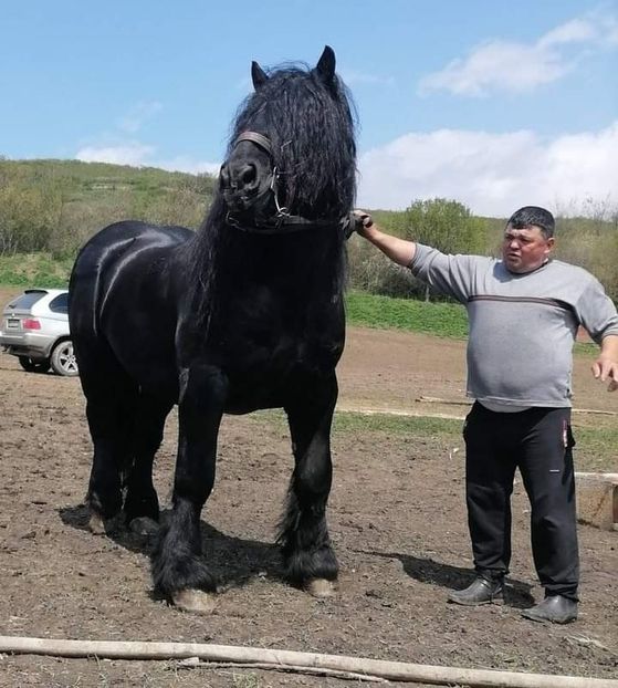  - Cai animale nobile