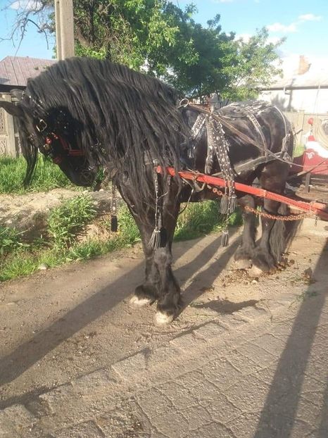  - Cai animale nobile